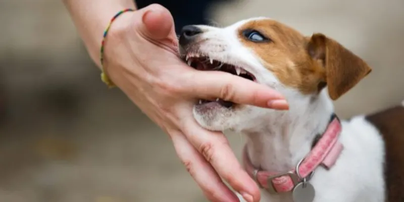 Nằm mơ thấy chó cắn vào chân