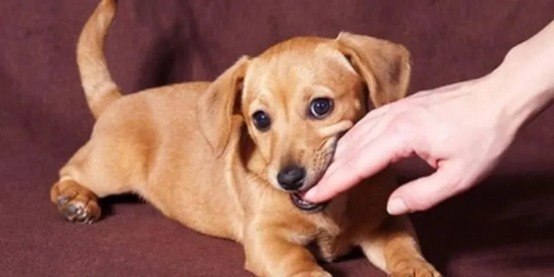 Nằm mơ thấy chó màu trắng cắn