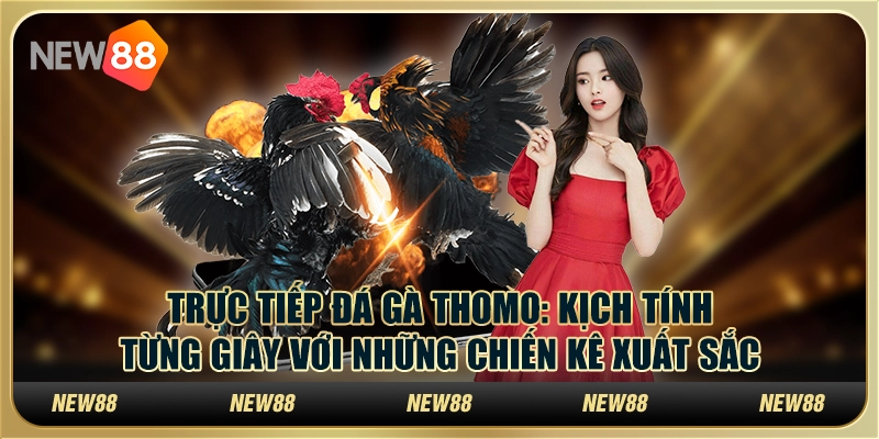 Trực tiếp đá gà Thomo: Kịch tính từng giây với những chiến kê xuất sắc