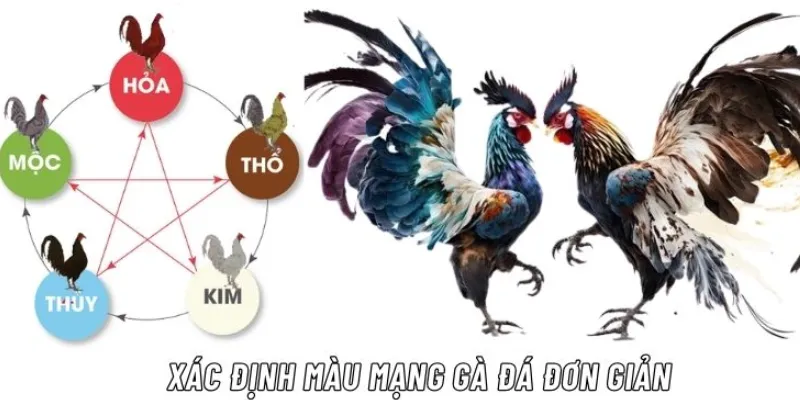 Tóm tắt thông tin về màu mạng gà đá