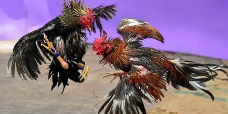 Khái quát các đặc điểm nổi bật của trận đấu đá gà trực tiếp mạnh