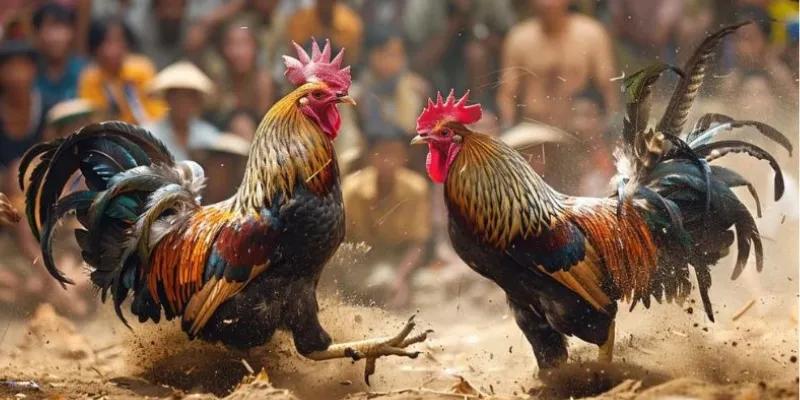 Phương pháp chọn chiến kê ưu tú trong trận đấu trực tiếp đá gà mạnh