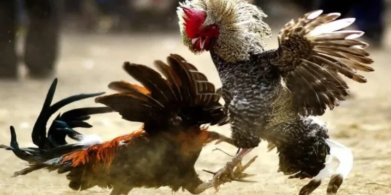 Mẹo cá cược đá gà Thomo giúp bạn giành chiến thắng liên tục