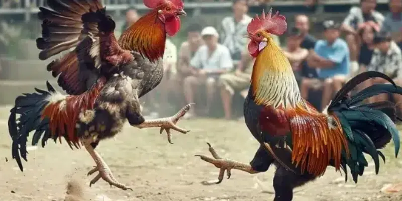 Tìm hiểu sâu về luật và quy tắc trong đá gà Thomo