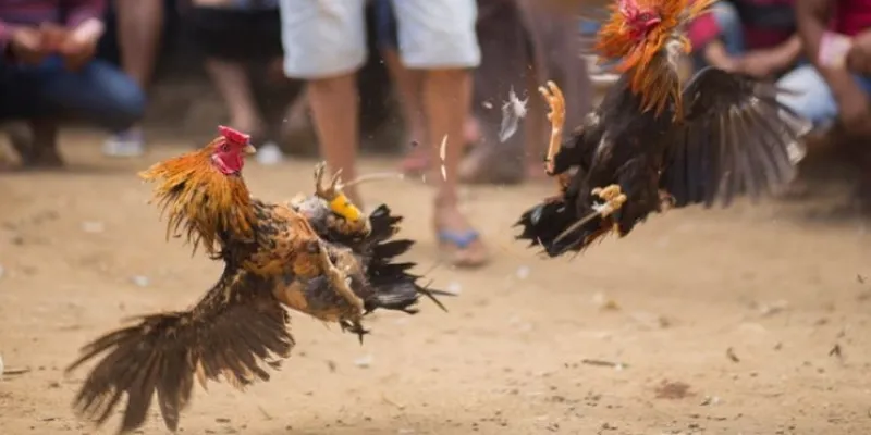 Tìm hiểu về các loại cược đá gà cựa dao phổ biến