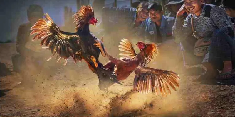 Những bí quyết chọn gà đá cựa dao chất lượng