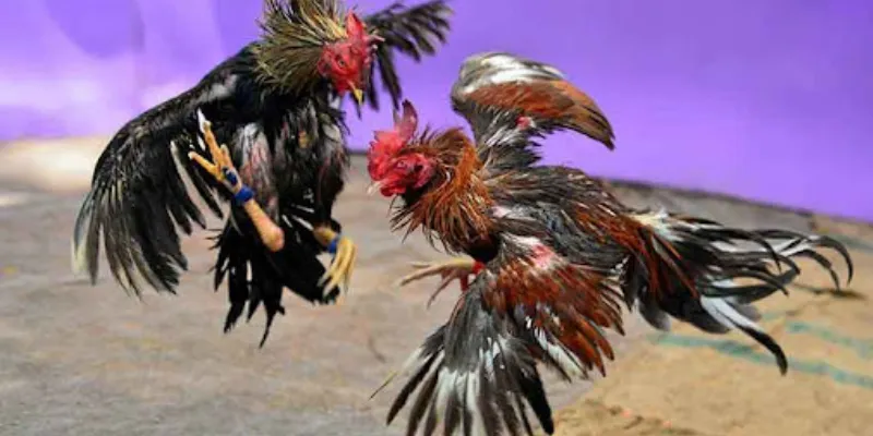 Các quy tắc cơ bản trong đá gà trực tiếp C1 mà bạn nên biết