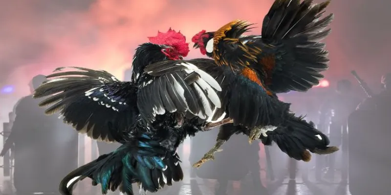 Chia sẻ bí quyết cá cược đá gà C1 hiệu quả