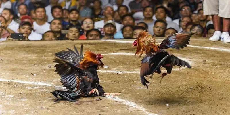 Chia sẻ quy luật chơi chọi gà Mỹ chiến cho thành viên mới