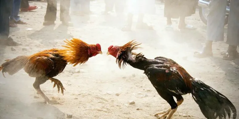 Bí quyết đặt cược tối ưu khi xem đá gà Thomo trực tiếp