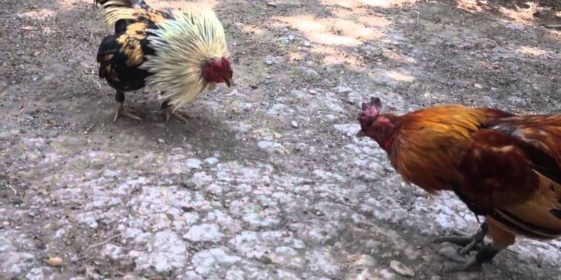 Bí quyết thành công từ người chơi cũ