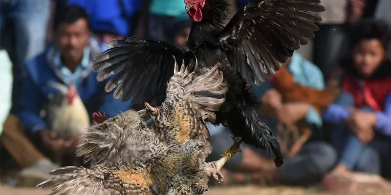 Những ưu điểm khi tham gia cá cược Đá Gà Campuchia