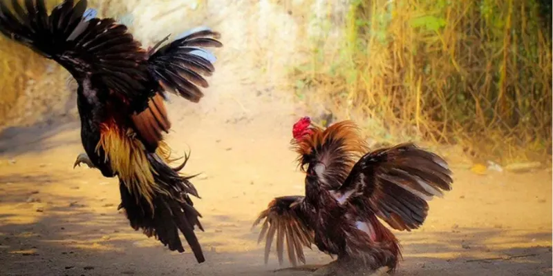 Bí quyết cá cược đá gà trực tiếp Campuchia hiệu quả