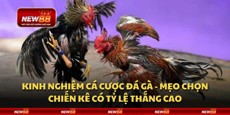 Kinh nghiệm cá cược đá gà - Mẹo chọn chiến kê có tỷ lệ thắng cao