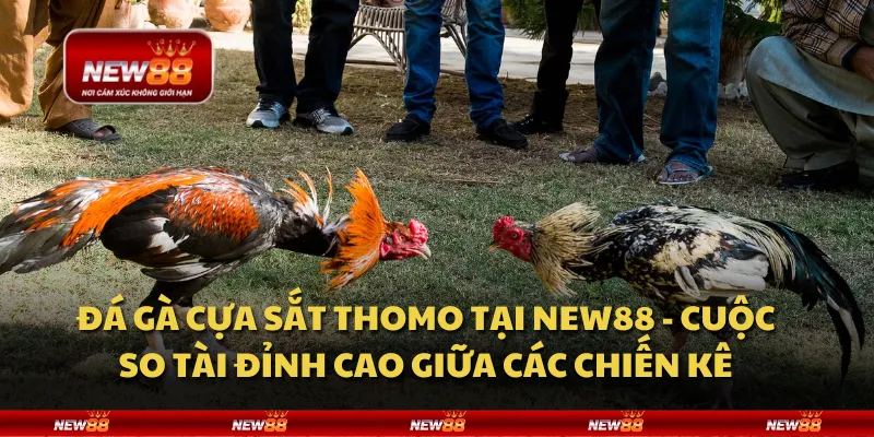 Đá gà cựa sắt Thomo tại New88 - Cuộc so tài đỉnh cao giữa các chiến kê