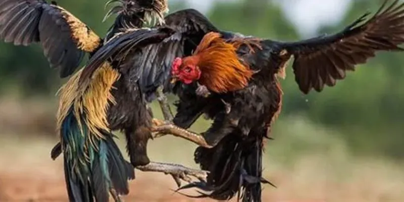 Các yếu tố quan trọng khi phân tích kèo đá gà