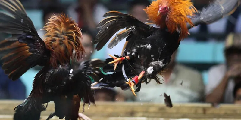 Tiết lộ cách soi kèo đá gà chuẩn xác và hiệu quả