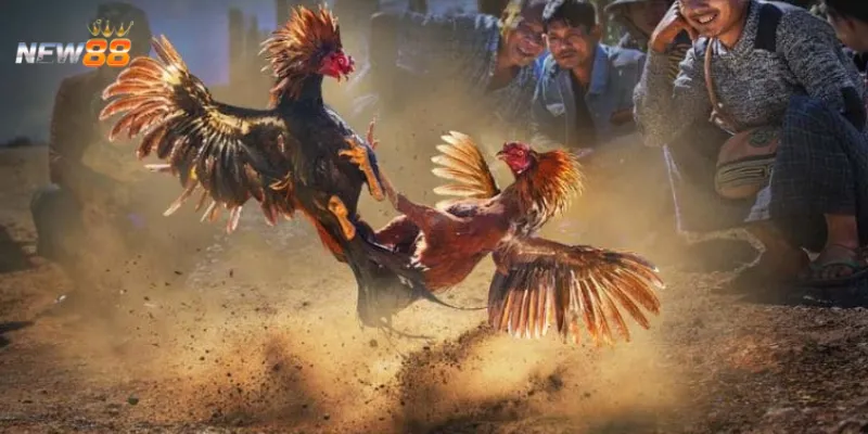 Những tuyệt chiêu cá cược đá gà cựa sắt Thomo giúp bạn thắng đậm