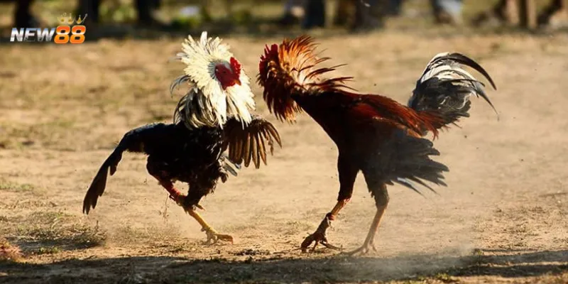 Những điều cần biết về đá gà Mỹ