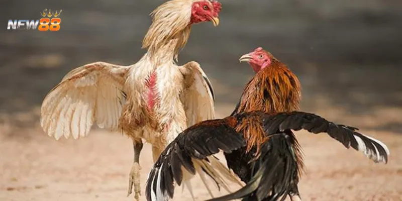 Tìm hiểu các hình thức cược đá gà Mỹ tại New88