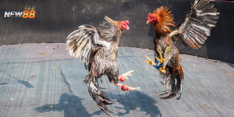 Cách chơi cá cược đá gà Mỹ để tối đa hóa lợi nhuận