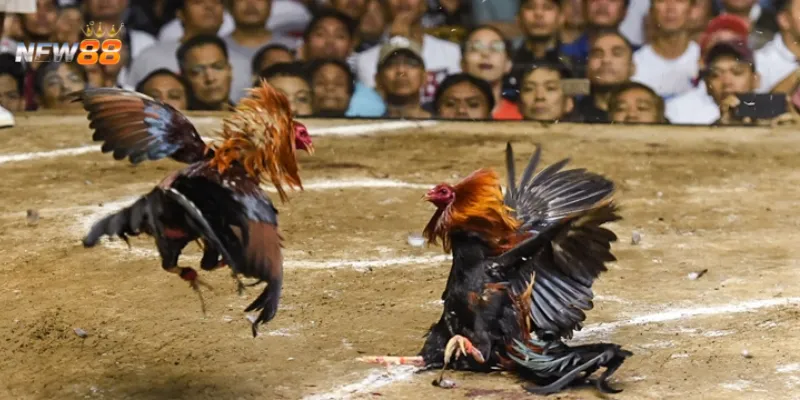 Cơ bản về cá cược đá gà trực tuyến