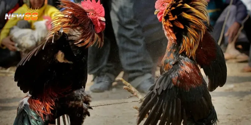 Phân tích các thể loại đá gà đang thịnh hành