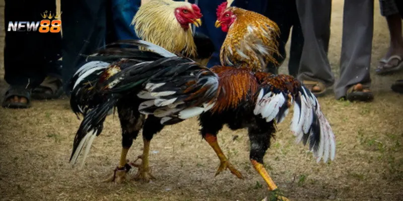 Mách bạn kinh nghiệm cá cược đá gà để tối ưu lợi nhuận