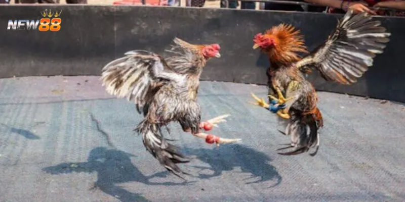 Khái quát về trò chơi đá gà online tại New88
