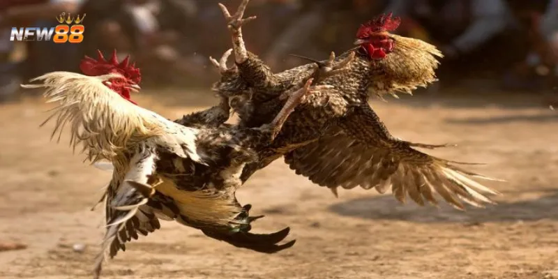 Vì sao New88 được đánh giá là nhà cái đá gà uy tín?