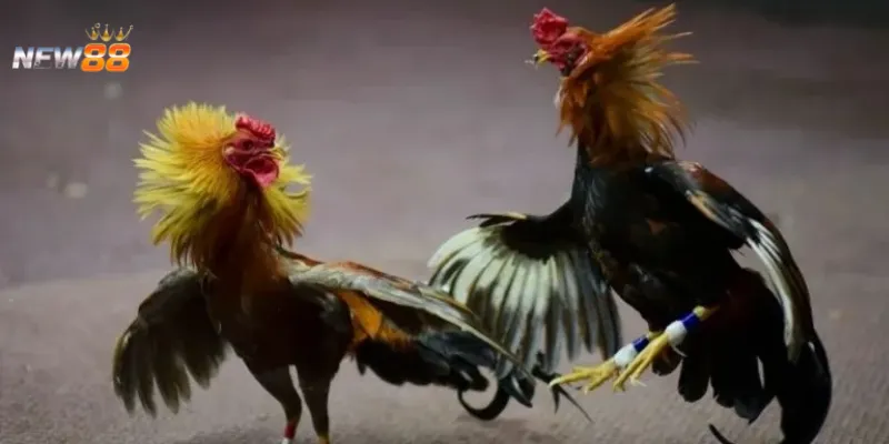 Cách chọn gà chuẩn từ các cao thủ là gì?