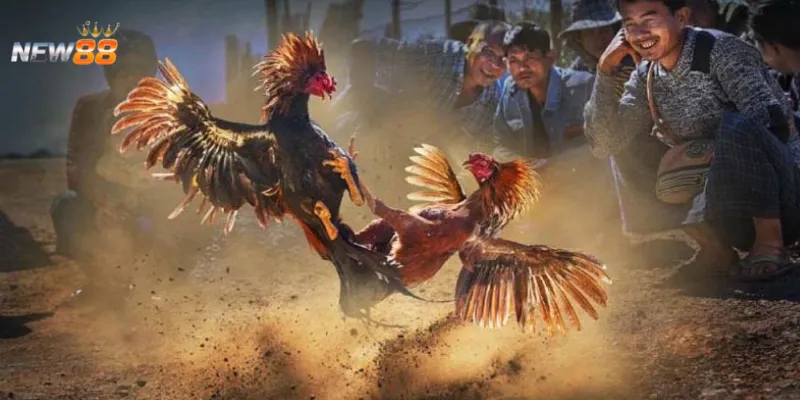 Các sai lầm thường gặp khi chọn gà